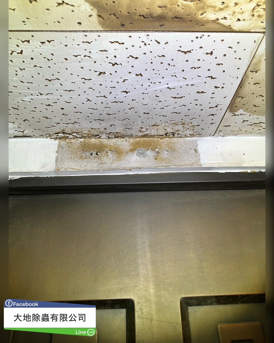 白蟻防治－除白蟻｜石膏板長白蟻