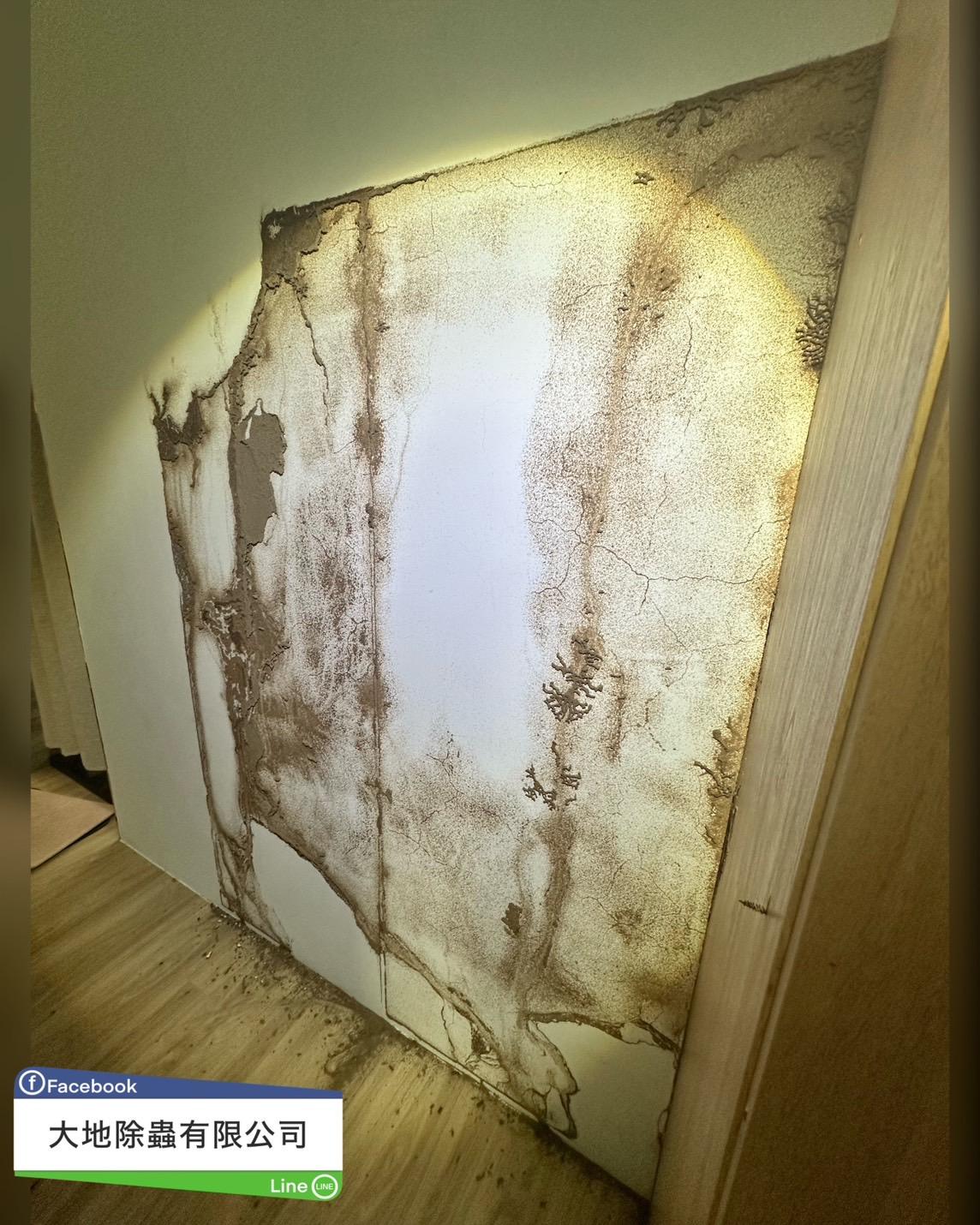 白蟻防治－除白蟻｜衣櫥長白蟻