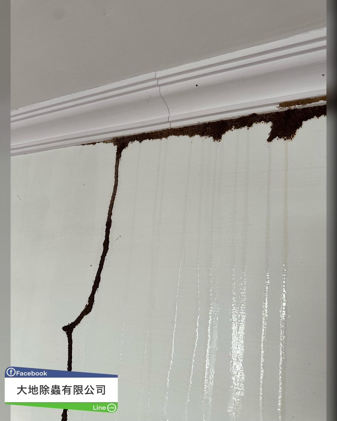 白蟻防治－除白蟻｜裝潢、木地板白蟻