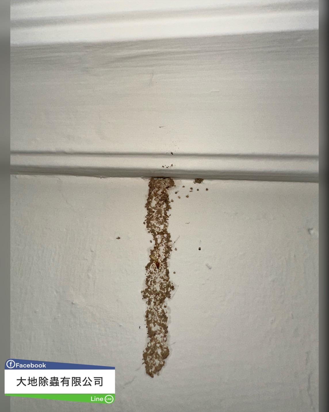 白蟻防治－除白蟻｜公寓廁所天花板白蟻