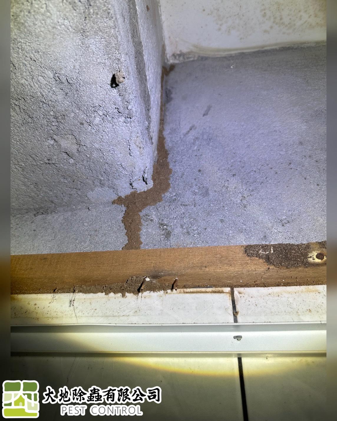 白蟻防治－除白蟻｜天花板白蟻