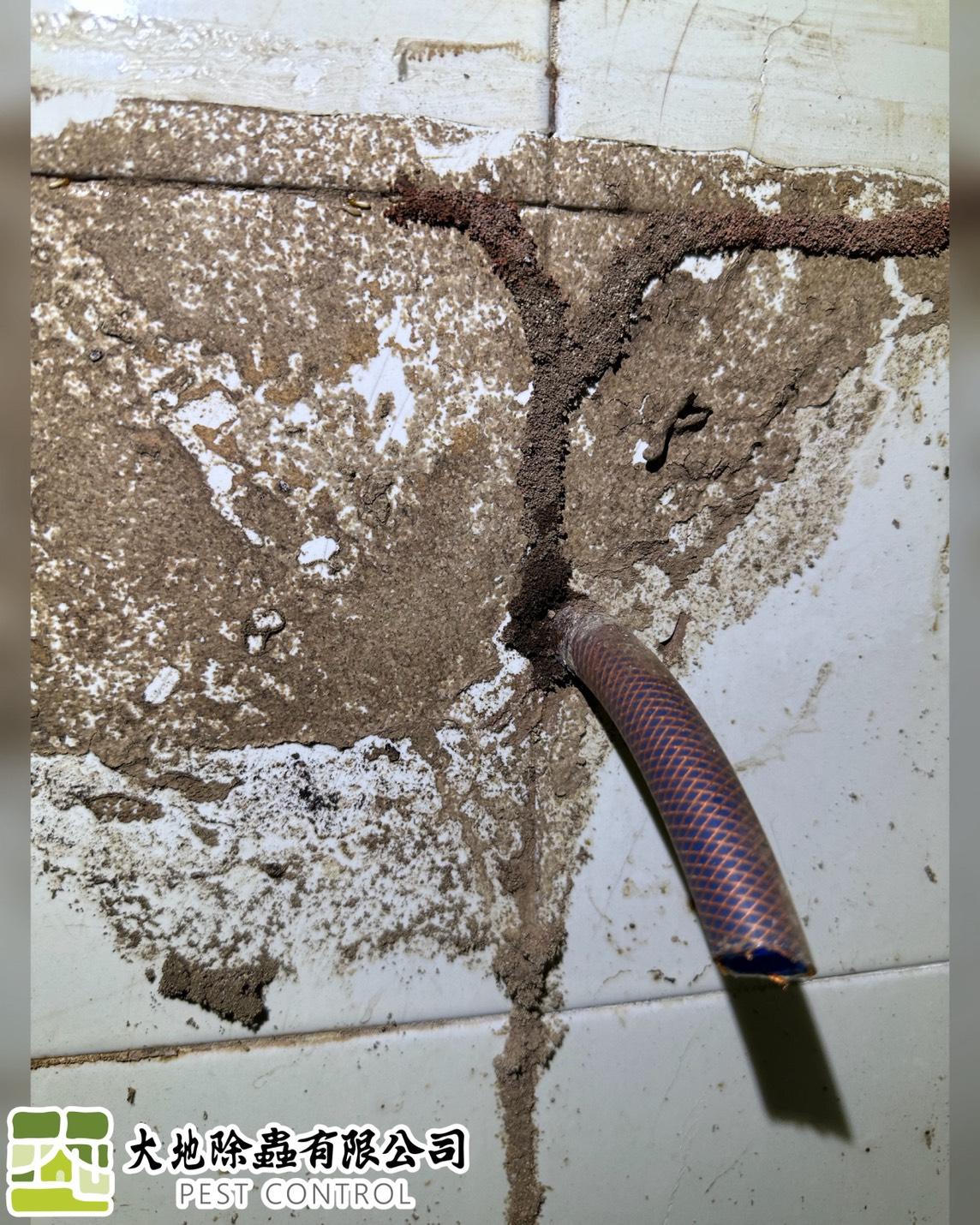 白蟻防治－除白蟻｜平房白蟻