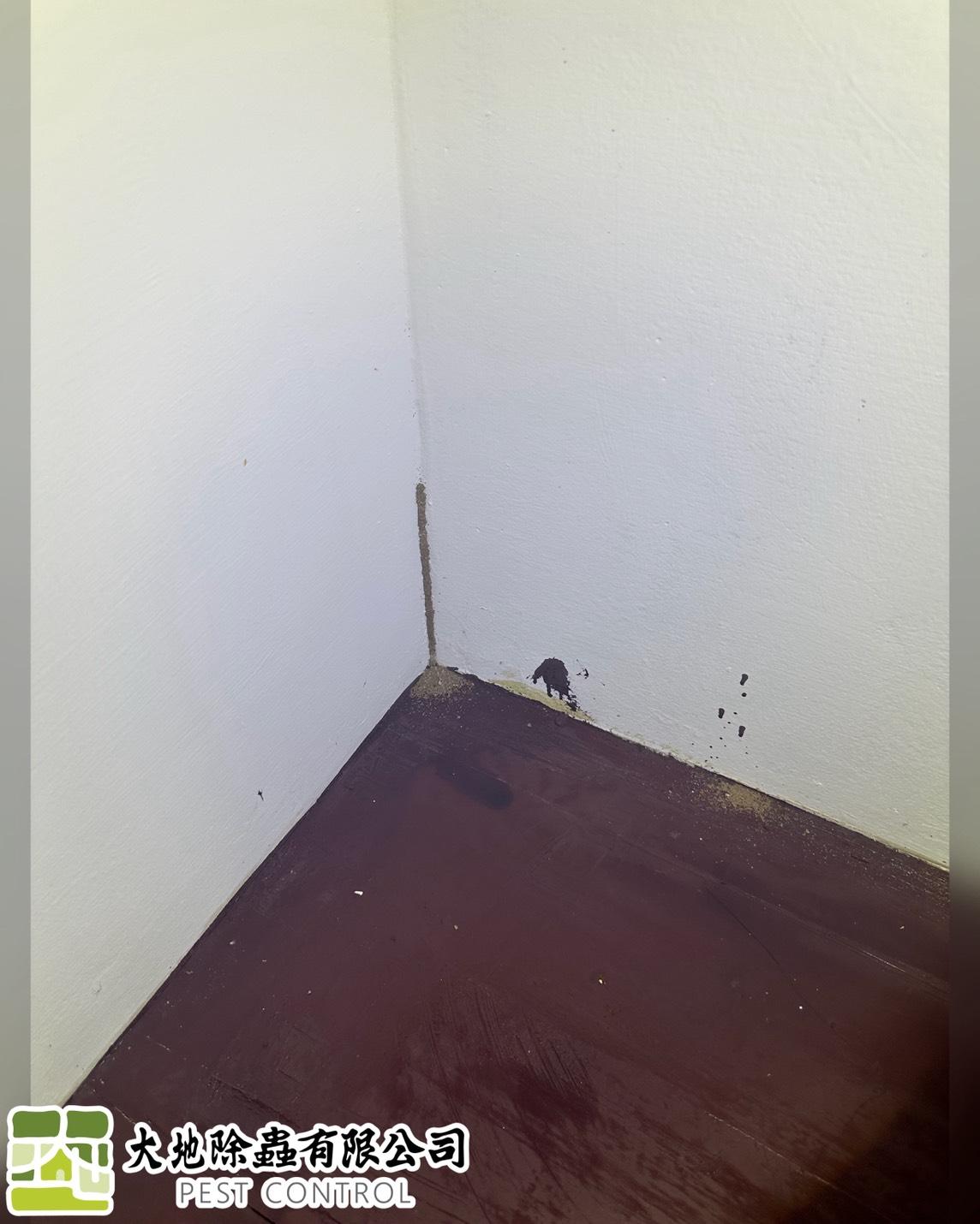 白蟻防治－除白蟻｜木地板白蟻
