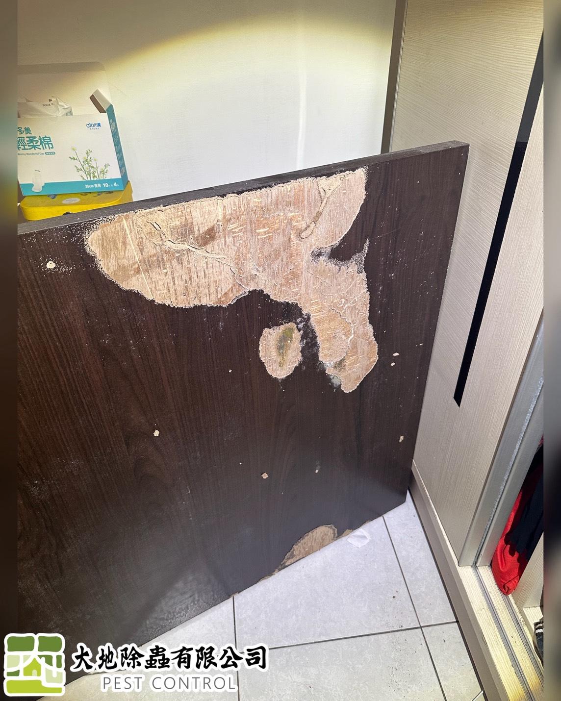 白蟻防治－除白蟻｜水泥裂縫白蟻
