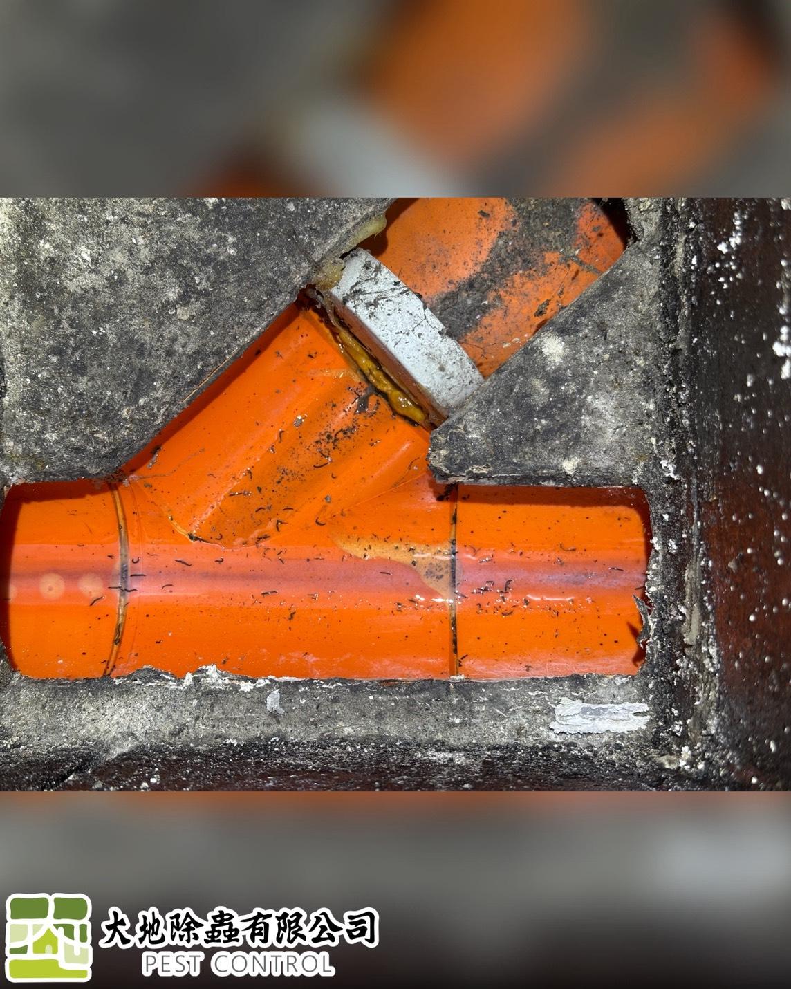 環境消毒－汙水孔噴藥及投藥