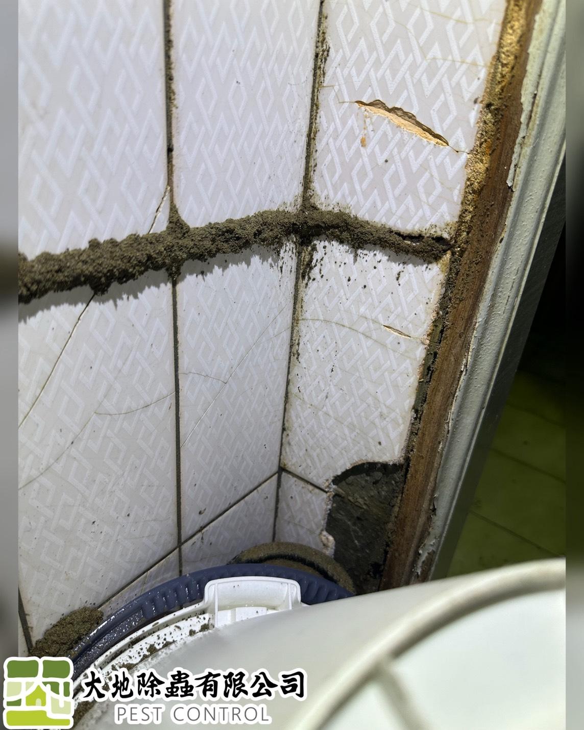 白蟻防治－除白蟻｜磁磚裂縫白蟻