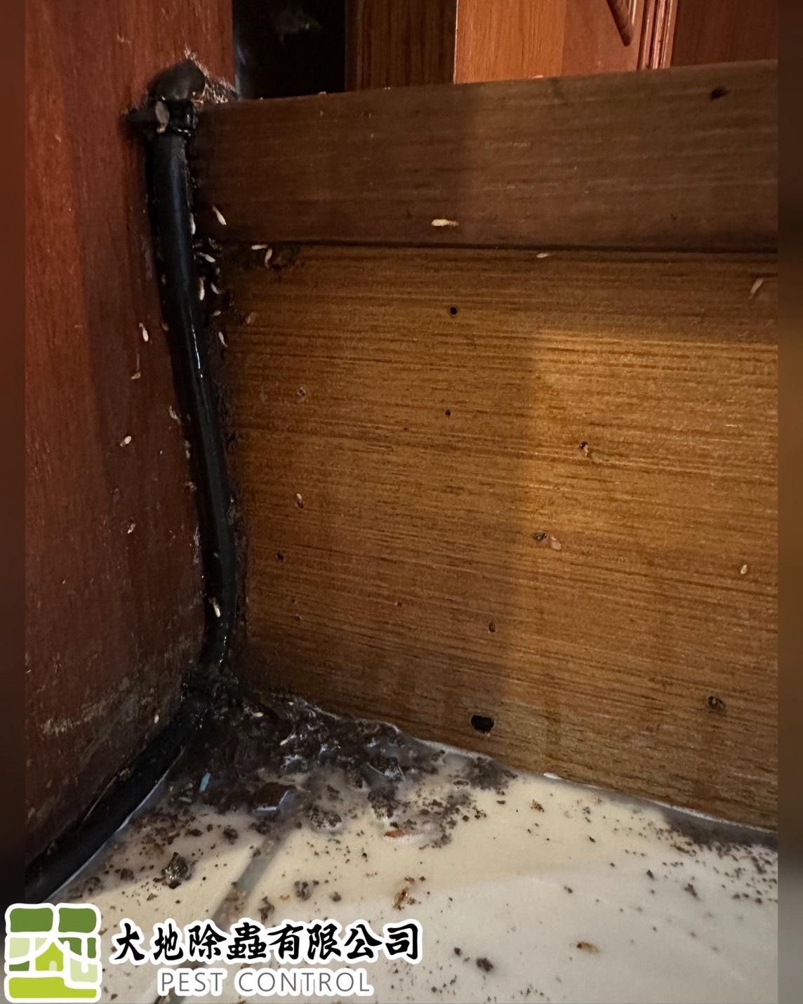 白蟻防治－除白蟻｜木地板與衣櫃