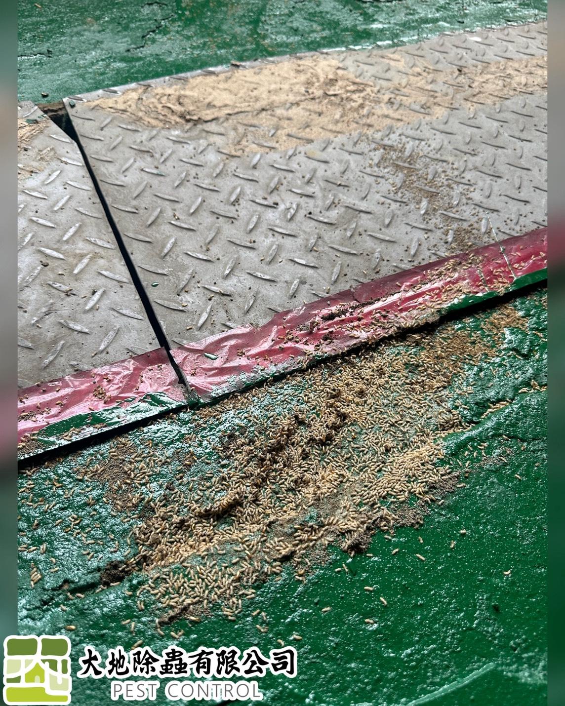 白蟻防治－除白蟻｜工廠除白蟻