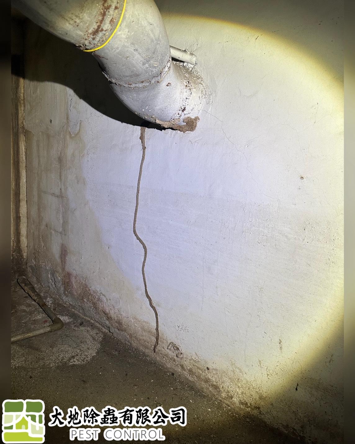 白蟻防治－除白蟻｜地下室水管縫白蟻