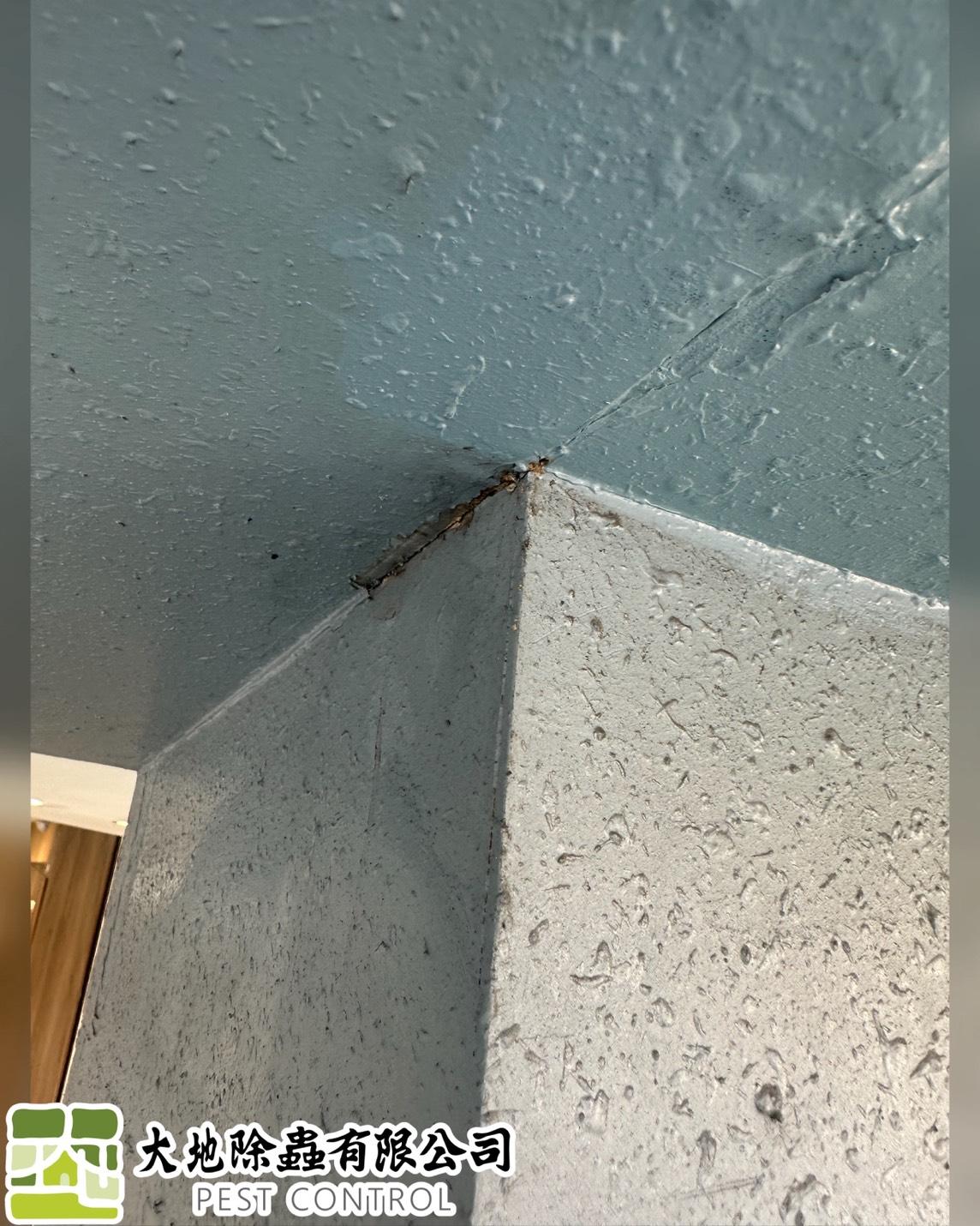 白蟻防治－除白蟻｜柱子裝潢白蟻