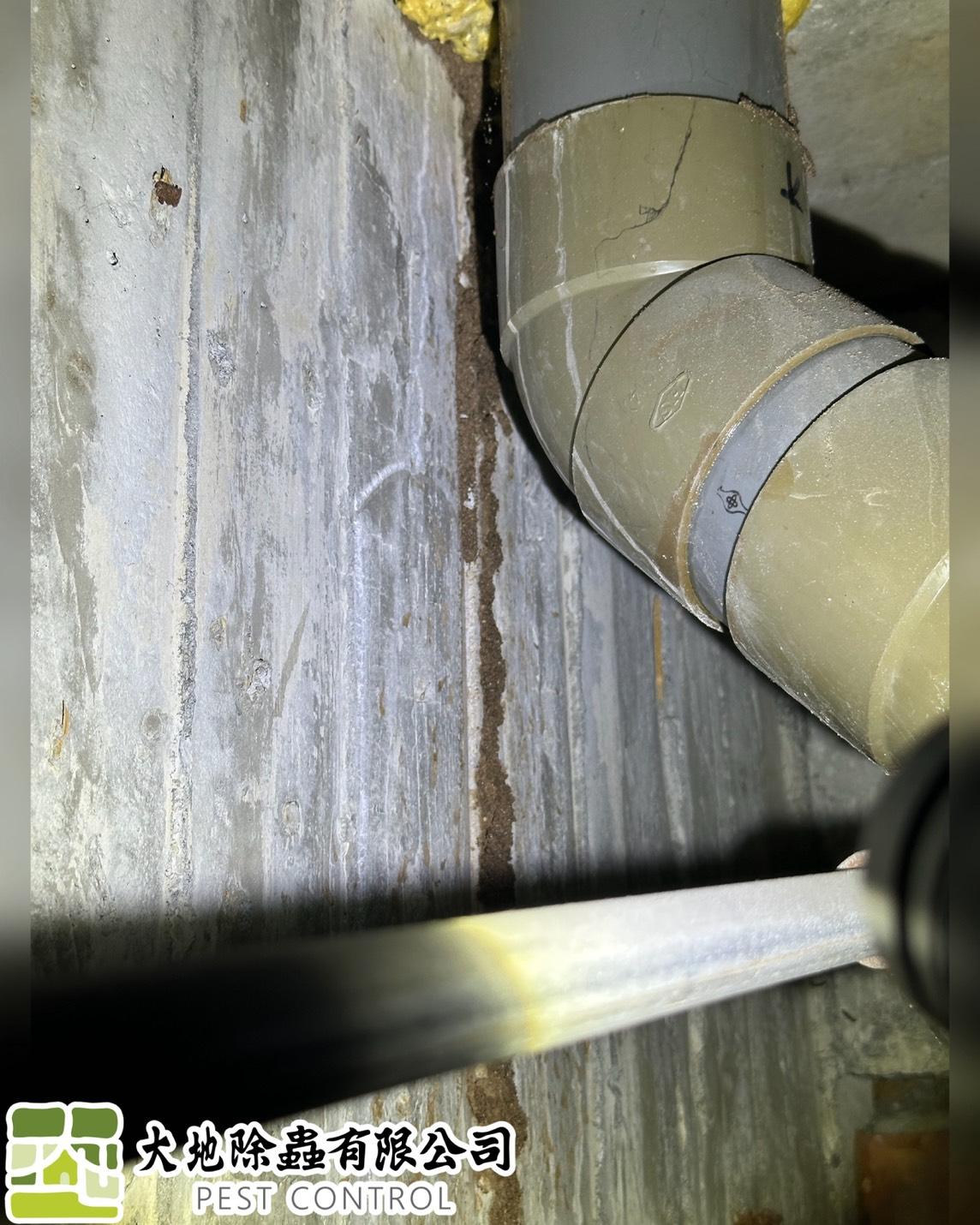 白蟻防治－除白蟻｜浴室天花板及門框