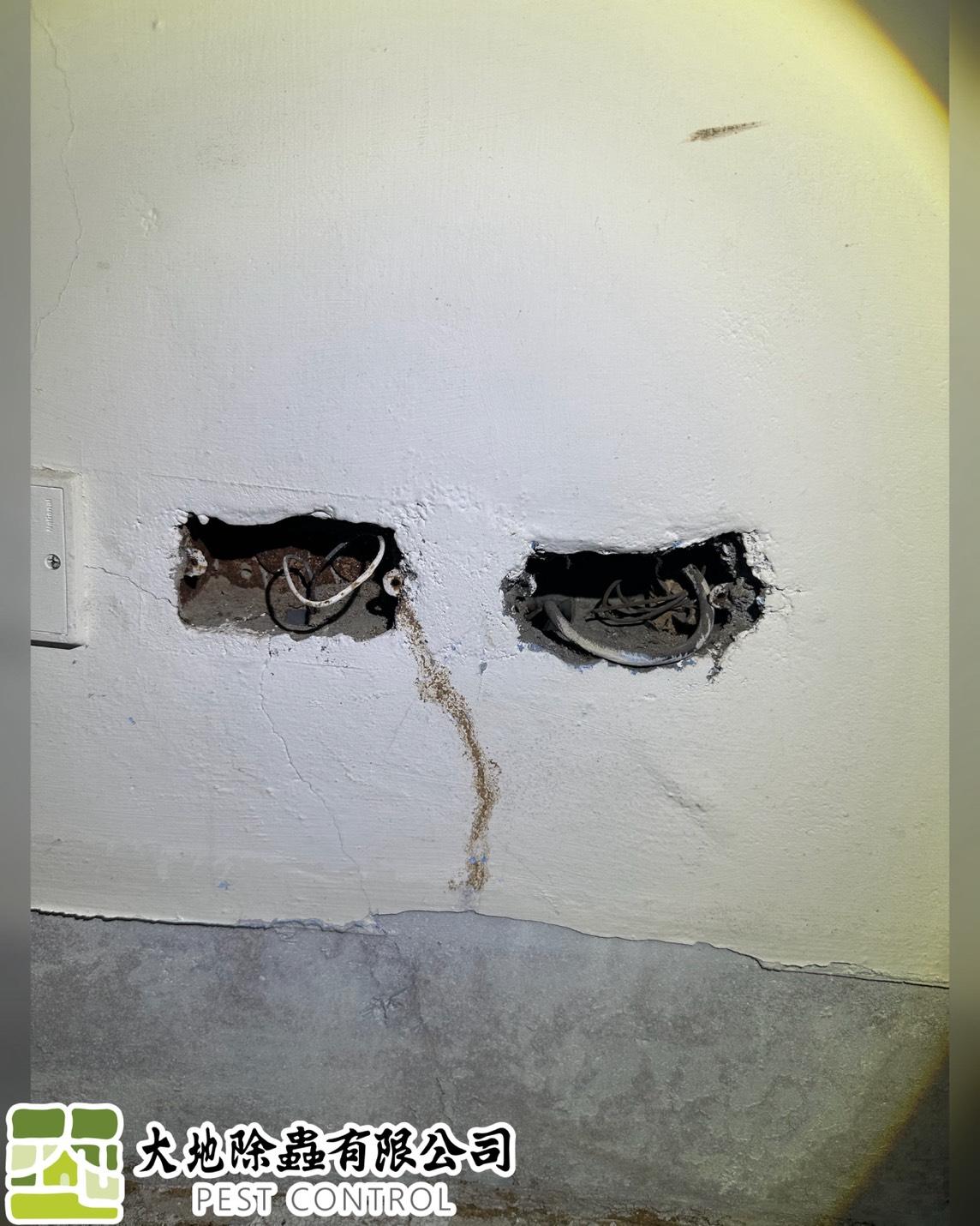 白蟻防治－除白蟻｜水泥縫、插座孔