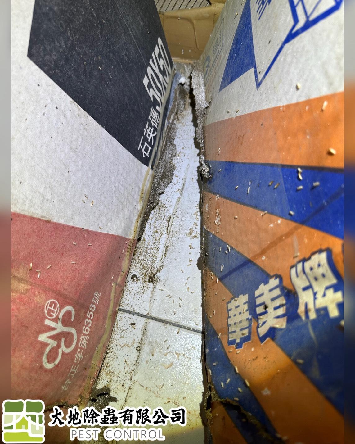 白蟻防治－除白蟻｜樓梯水泥裂縫