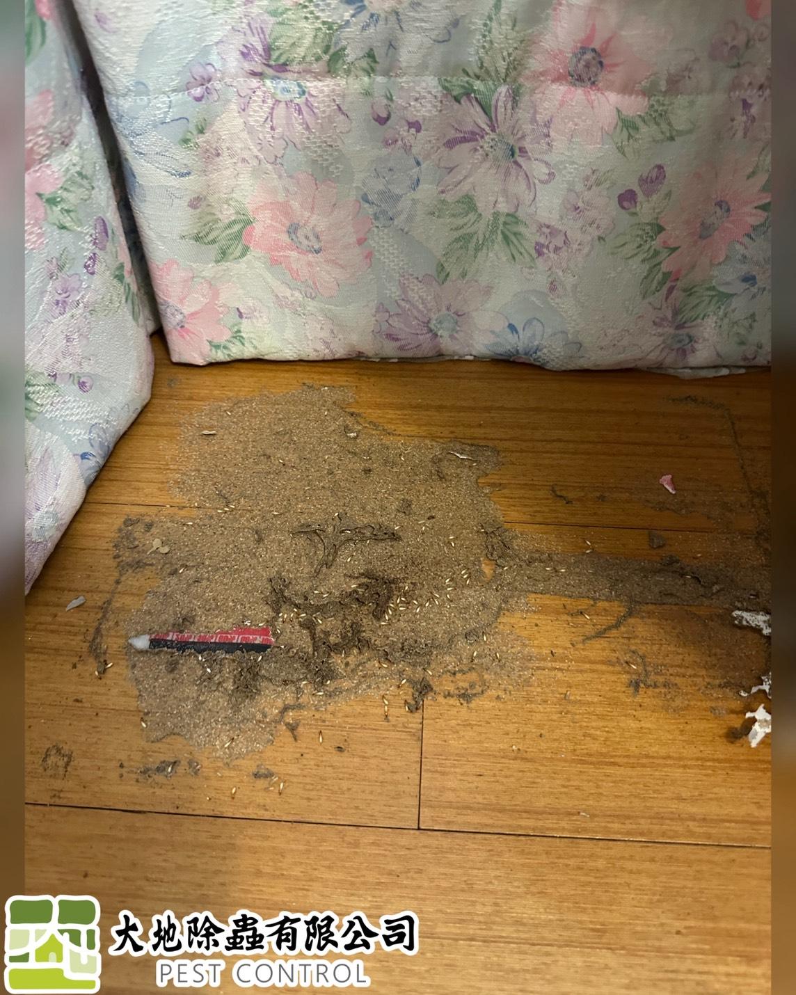 白蟻防治－除白蟻｜木地板
