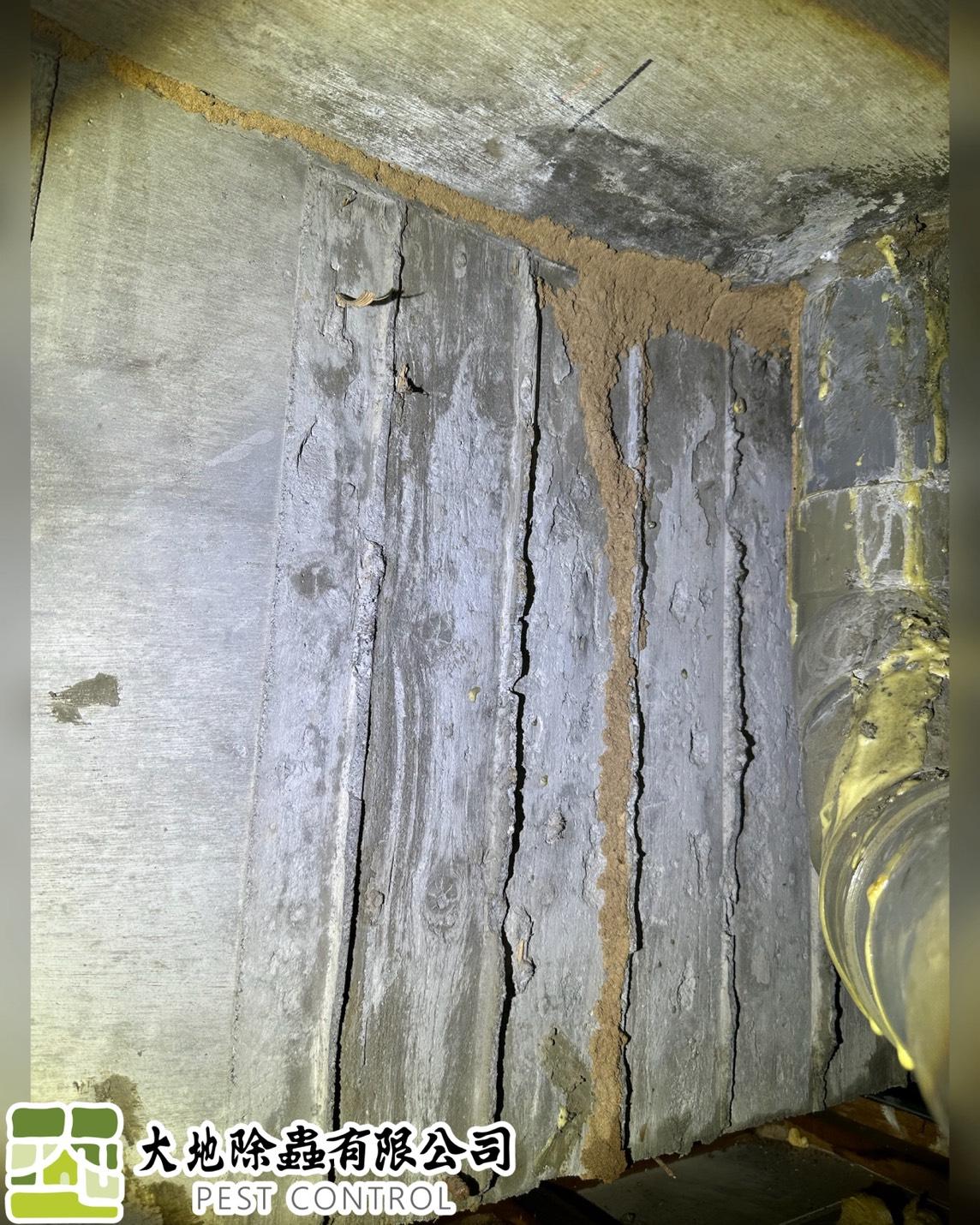 白蟻防治－除白蟻｜浴室天花板