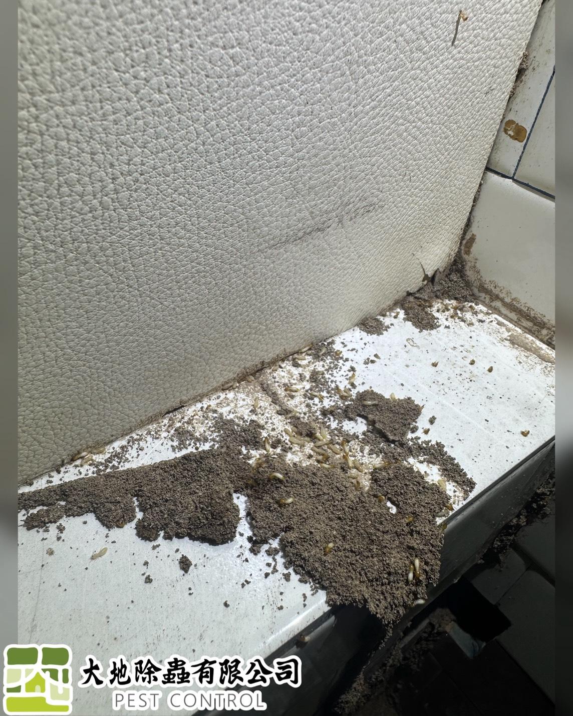 白蟻防治－除白蟻｜隔間牆