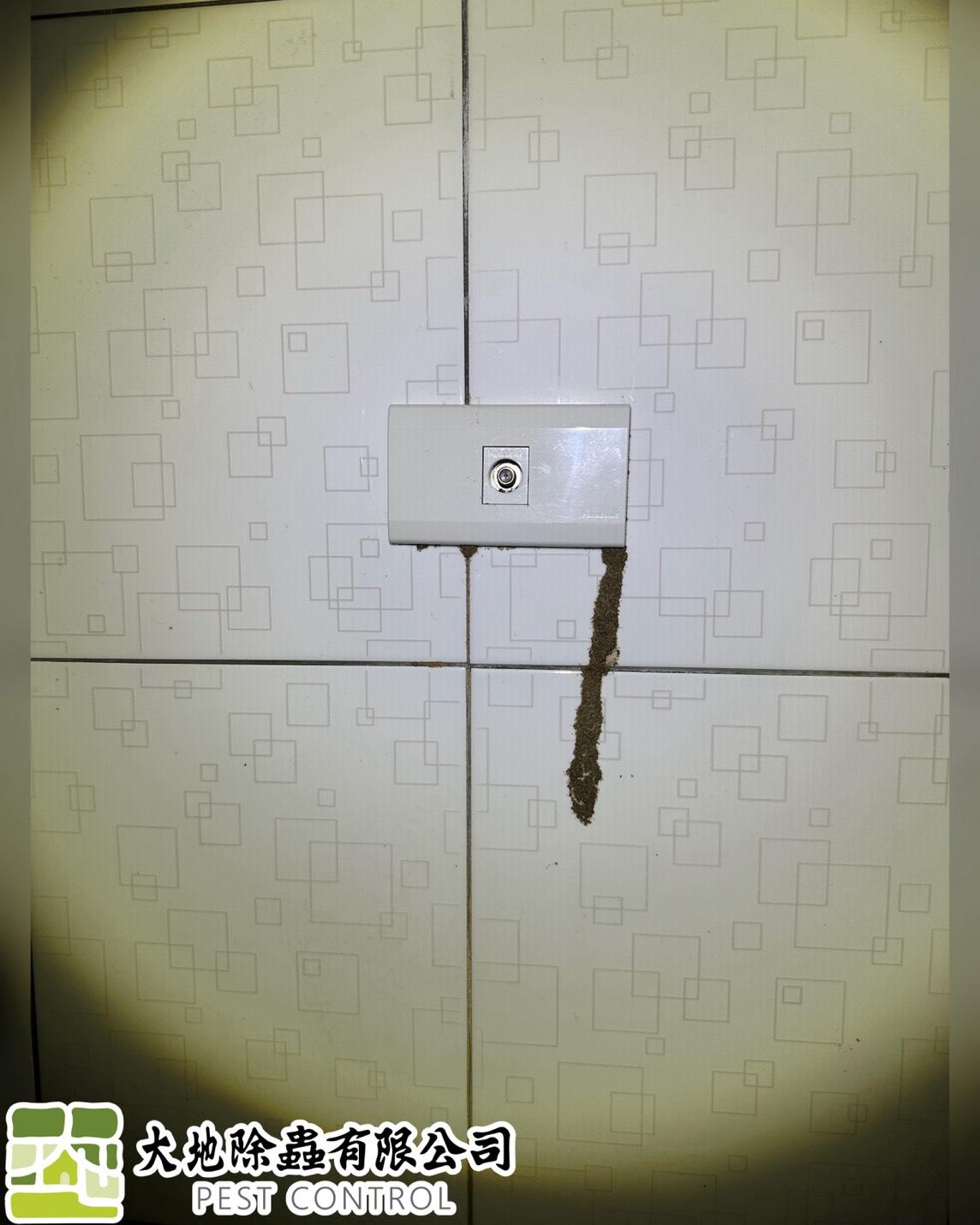 白蟻防治－除白蟻｜磁磚裂縫
