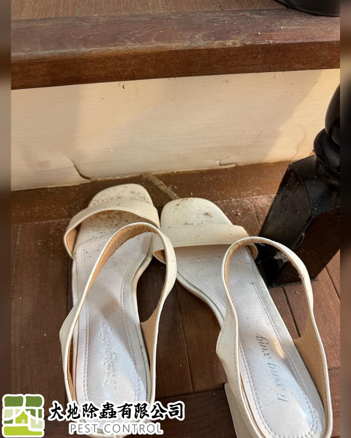 白蟻防治－除白蟻｜樓梯木地板