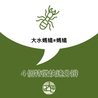 一般螞蟻≠大水螞蟻，４個特徵看出大水螞蟻