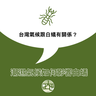 台灣的潮濕氣候，為什麼會讓白蟻問題更嚴重？