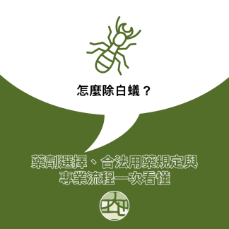 白蟻怎麼除？藥劑選擇、與專業流程一次看懂